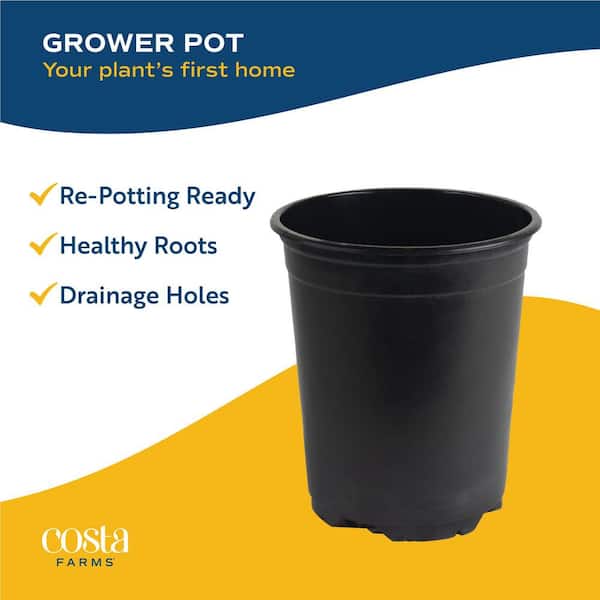 Costa Farms Grower's Choice Outdoor Ixora Taiwanese Plant in 2.5