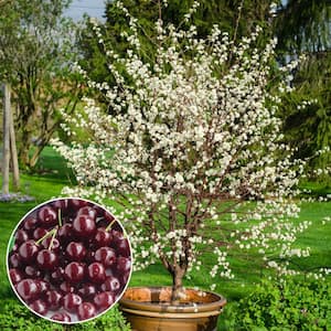 2.25 Gal. Pot, Romeo Dwarf Bush Cherry Prunus, Live Deciduous Dwarf Fruiting Tree (1-Pack)