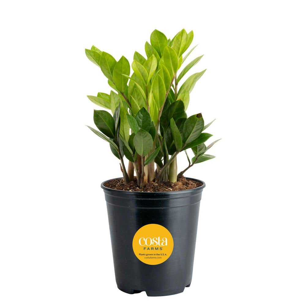Costa Farms Zamioculas Zamiifolia Indoor ZZ Plant in 6 in. Grower