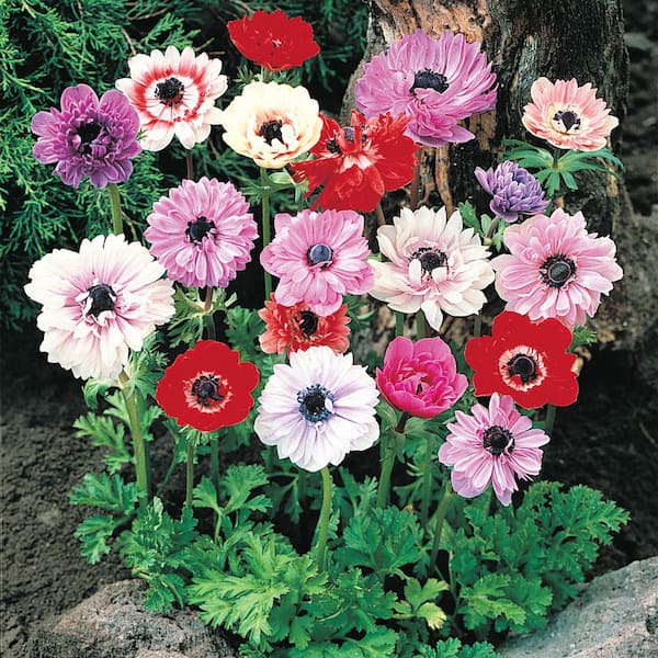 Breck's Double Windflowers (Anemone) Spring Flowering Bulb Mixture, Multi-Colored Flowers (20-Pack)