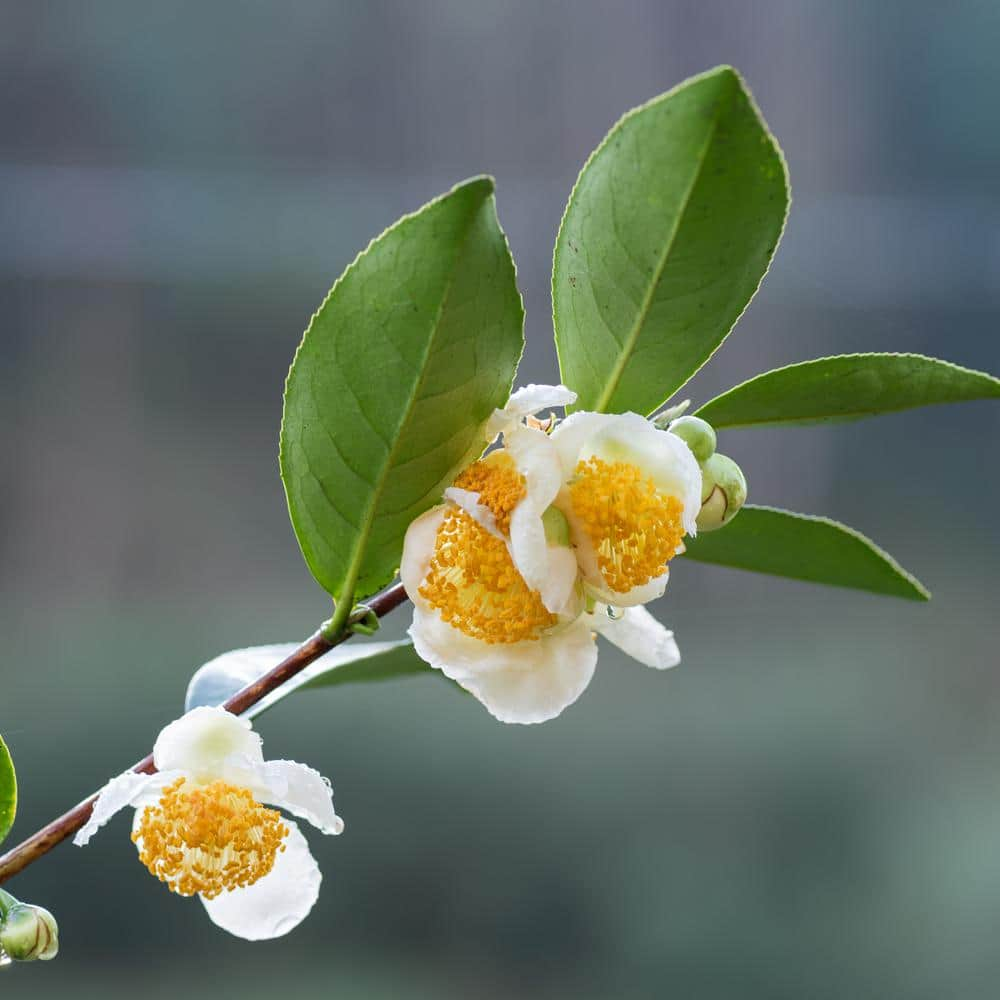 national PLANT NETWORK 3 gal. Camellia Sinensis Green Tea Shrub with White  Flowers HD1668 - The Home Depot