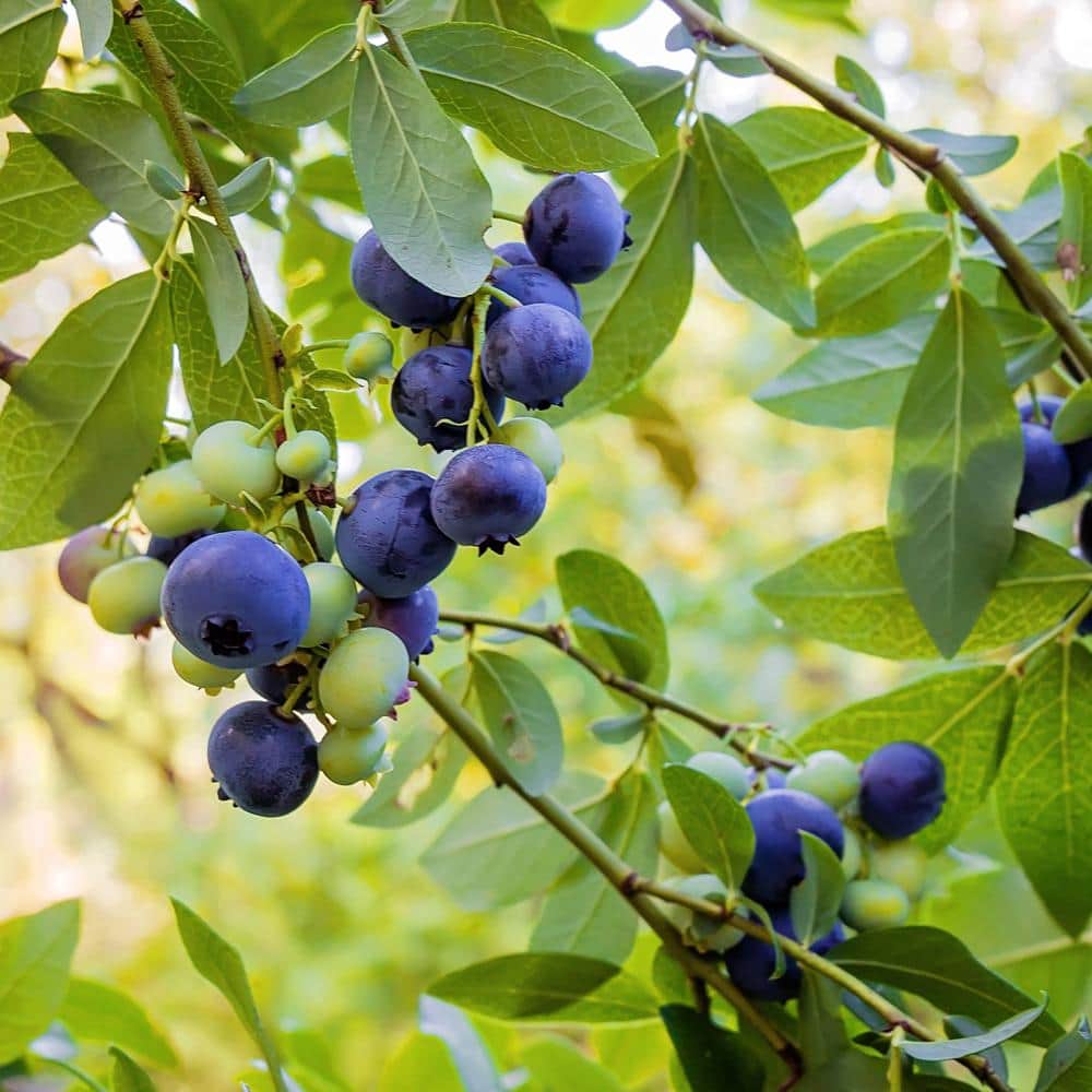 5 Gal. Toro Northern Highbush Blueberry Tree