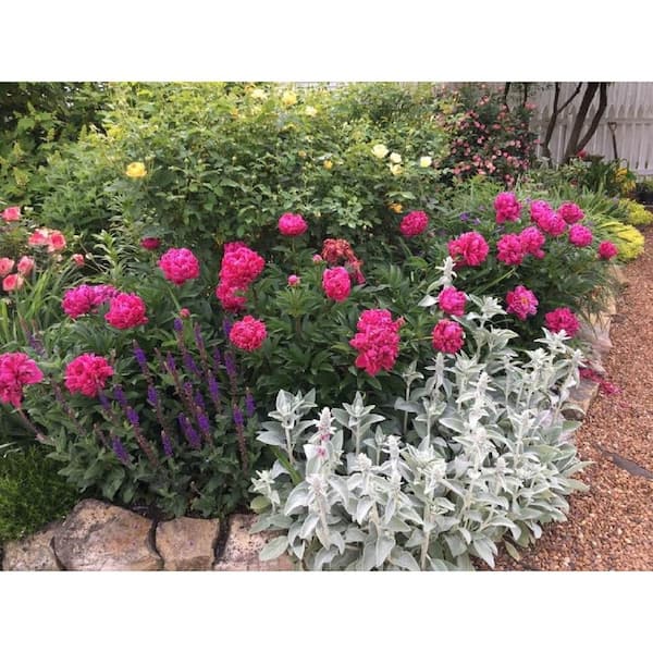 2 Gal. Karl Rosenfield Peony (Paeonia) Live Shrub with Cherry Red Double Blooms