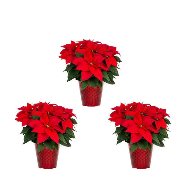 METROLINA GREENHOUSES 2 Qt. Christmas Poinsettia Red with Decorative Blitzen Pot (3-Pack)