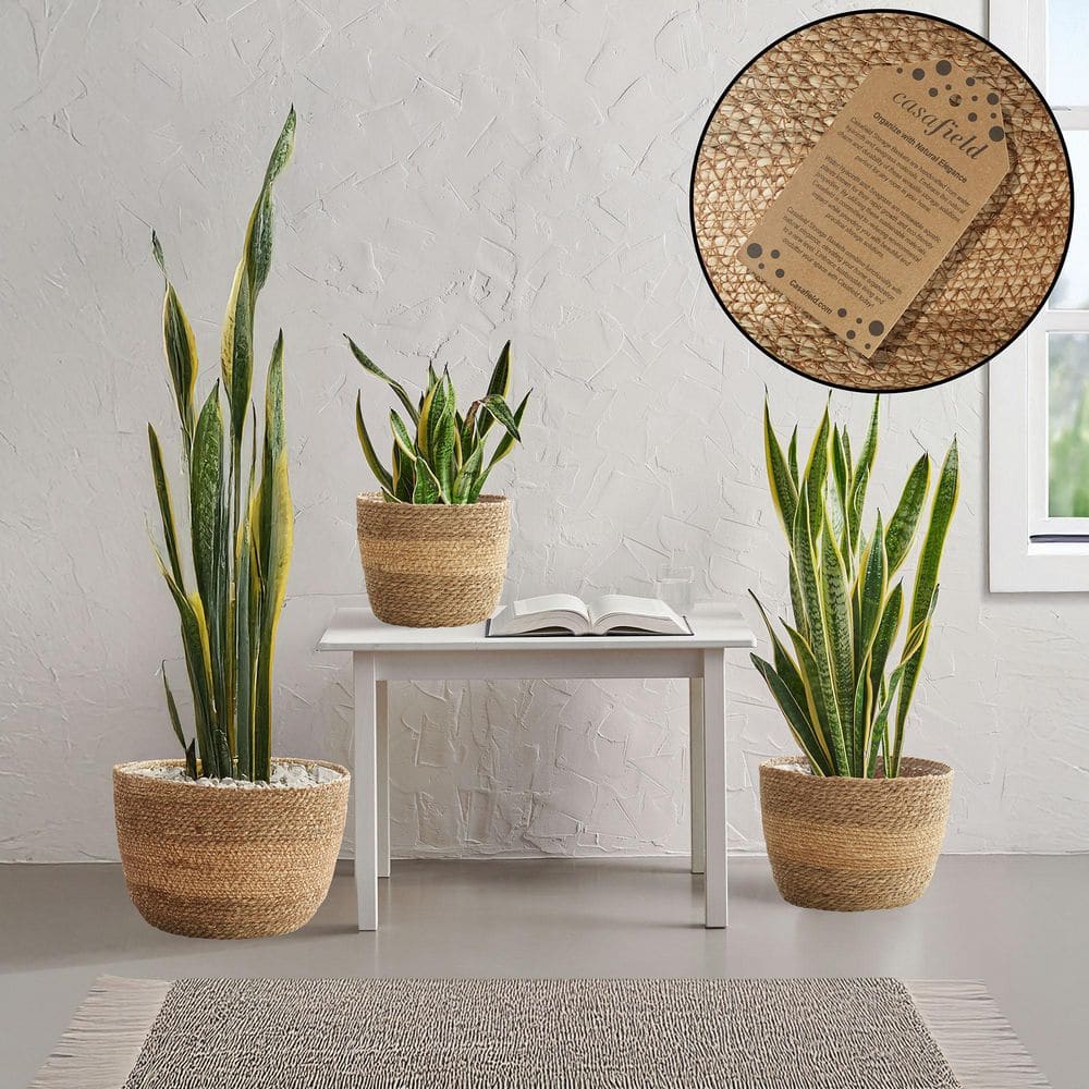 Set of 3 Two-Tone Handwoven Seagrass Planter Baskets with Liners