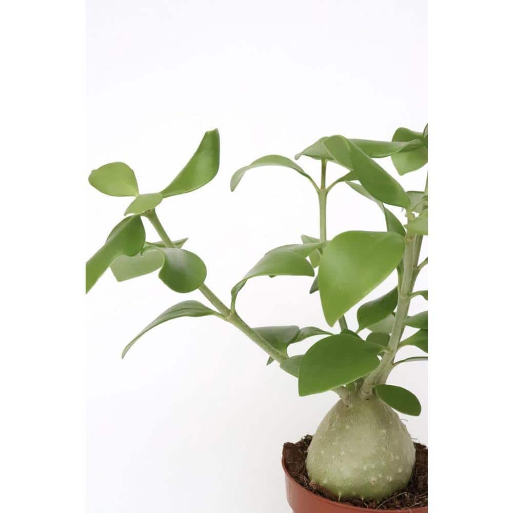 Wekiva Foliage Maze Plant-Ant Plant-Live Plant in a 3 in. Growers