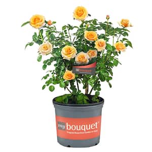2 Gal. St. Tropez Rose with Apricot-Orange Flowers