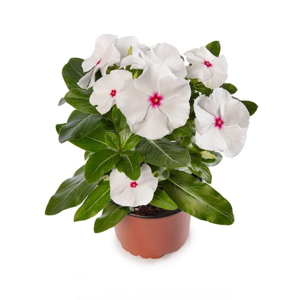 1.38 Pt. Vinca Cora Periwinkle Plant Polka Dot White Flowers in 4.5 in. Grower's Pot (4-Plants)