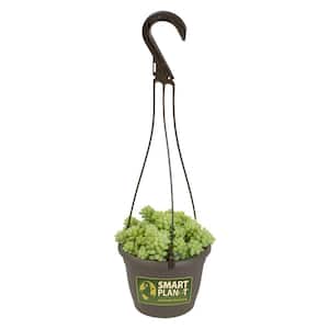 6 in. Assorted Donkey Tails Hanging Basket Plant