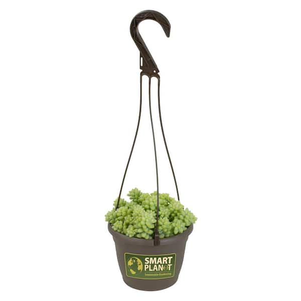 SMART PLANET 6 in. Assorted Donkey Tails Hanging Basket Plant
