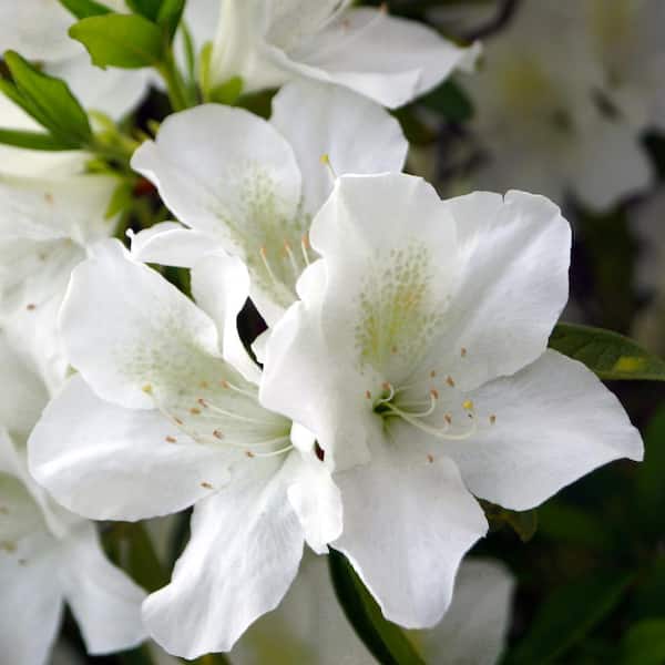 national PLANT NETWORK 2.5 qt. Azalea Mrs. G.G. Gerbing Flowering Shrub with White Blooms