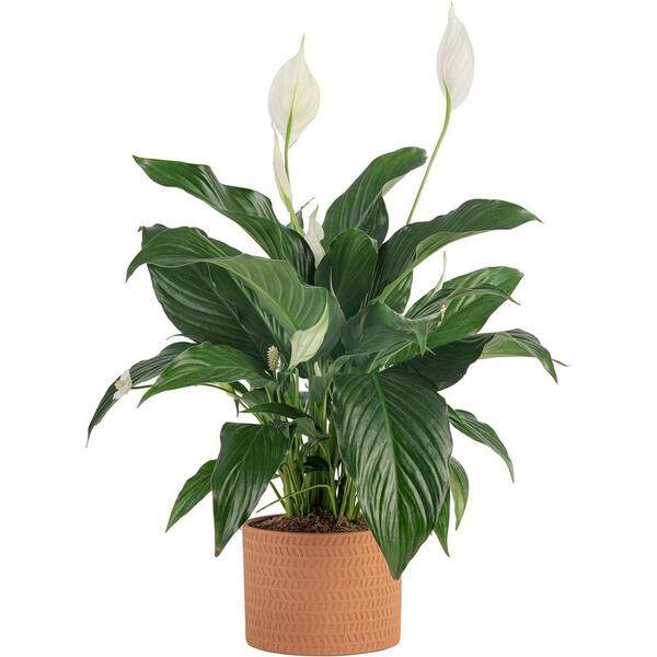 Spathiphyllum Peace Lily Plant in 6 in. Premium Ceramic Pot