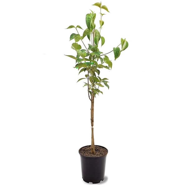 5 Gal. Cherokee Brave Dogwood Flowering Deciduous Tree with Red Flowers