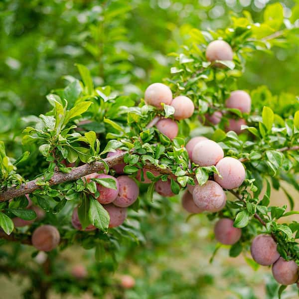 Unbranded 7 gal. Apricot Plum  Fruit Tree