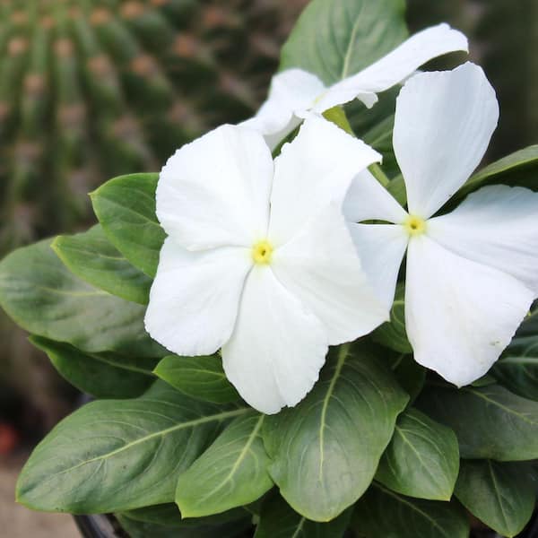 ALTMAN PLANTS 4.4-Pint White and Cream Periwinkle Plant (12-Pack