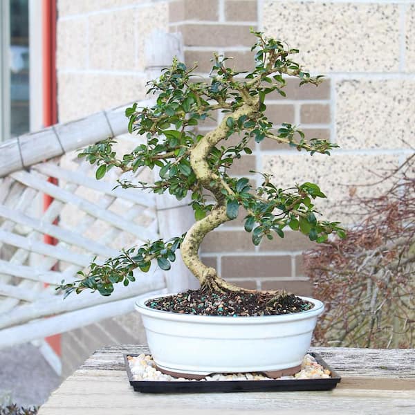 brussel's BONSAI Fukien Tea Bonsai Tree Indoor Plant in Ceramic Bonsai Pot  Container, 14 Years Old, 14 to 20 in. CT-9002FT - The Home Depot