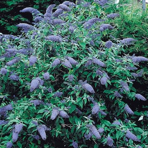 4 in. Pot Blue Butterfly Bush (Buddleia) Live Deciduous Plant