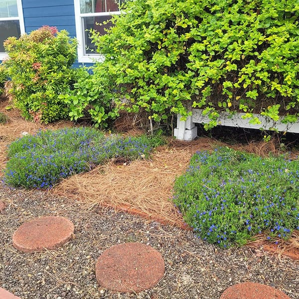 ATENGNES - Natural Longleaf Pine Straw Roll for Landscaping Covers Up to 125 sq. ft.