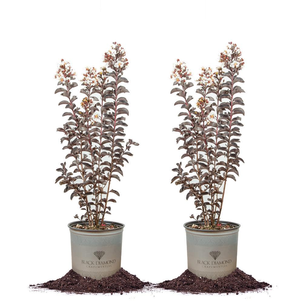 3 Gal. Black Diamond Pure White Crape Myrtle (2-Pack)