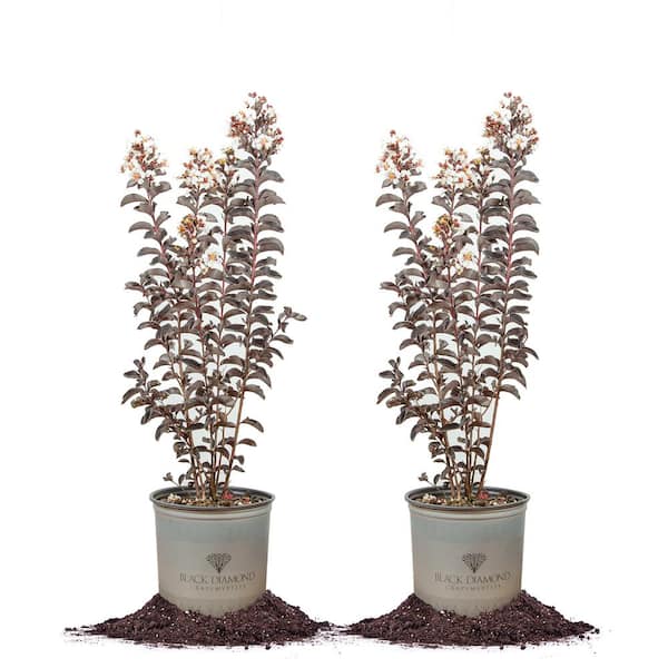 Unbranded 3 Gal. Black Diamond Pure White Crape Myrtle (2-Pack)