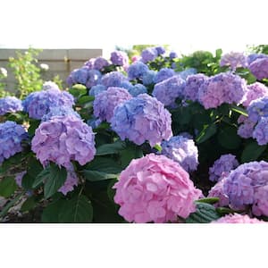 4.5 in. qt. Let's Dance Sky View Reblooming Hydrangea (macrophylla x serrata) Live Shrub Plant with Multicolor Flowers