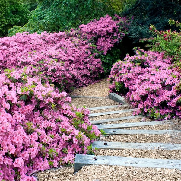 national PLANT NETWORK 2.25 Gal. Pink Ruffles Azalea Plant with Pink Blooms  HD7624 - The Home Depot