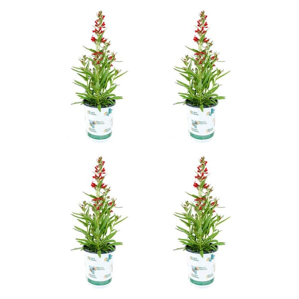 NATURE'S NUTRIENTS Perennial Penstemon Pristine Scarlet 2.5 qt. - (4-Pack)