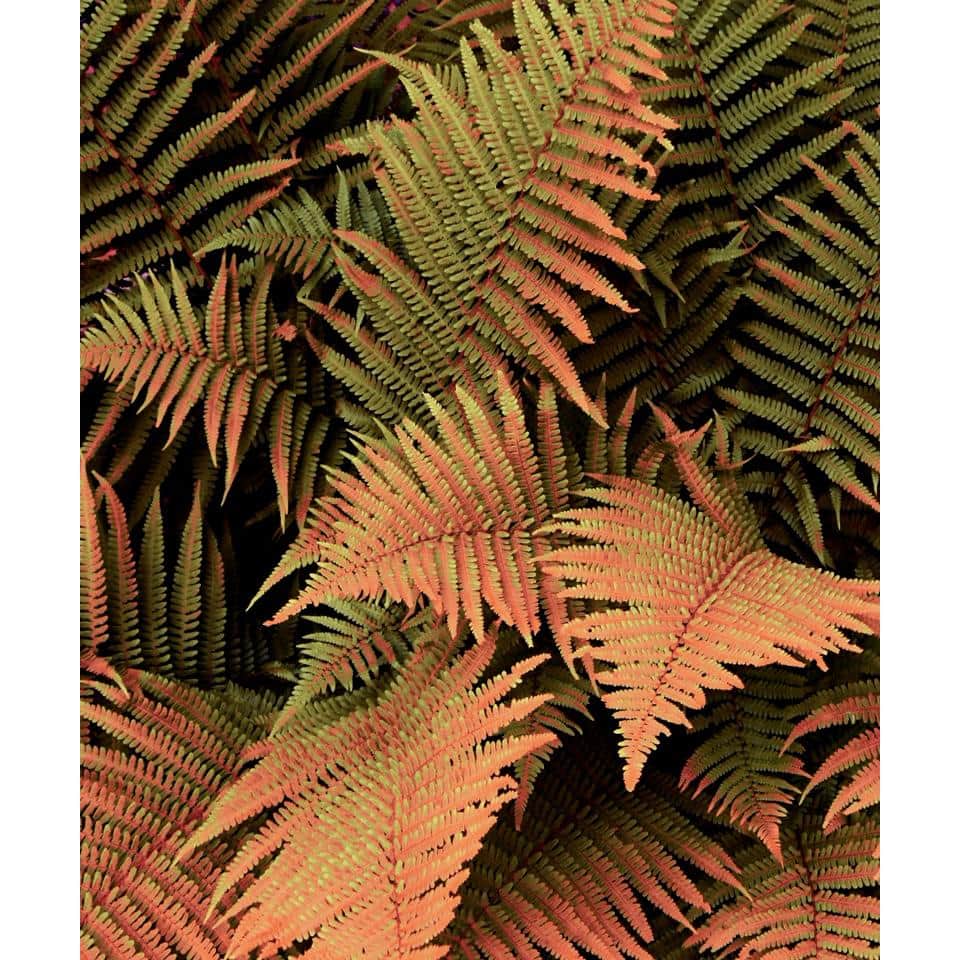 Autumn Fern Plant in 1-Gallon Planter for Shade Gardens