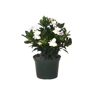 10.in to 14 in. Tall Aimee Gardenia Bush White Blooming Flower Live Outdoor Plant in 6 in. Grower Pot