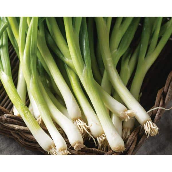 small automatic electric portable leek scallion