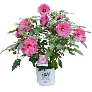 2 Gal. Summerific 'Berry Awesome' Rose Mallow (Hibiscus Hybrid), Live Perennial Plant, with Pink Flowers