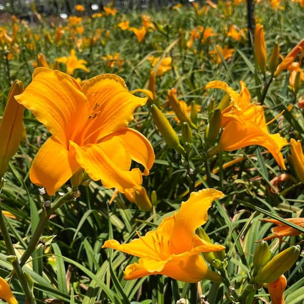 Alder & Oak #5 Container Orange Daylily Plant