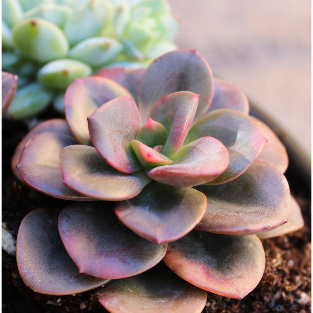 Assorted 2.5 Inch Multicolor Succulent Collection in Black Pots