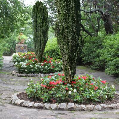 Year Round Bushes Outdoor Plants The Home Depot