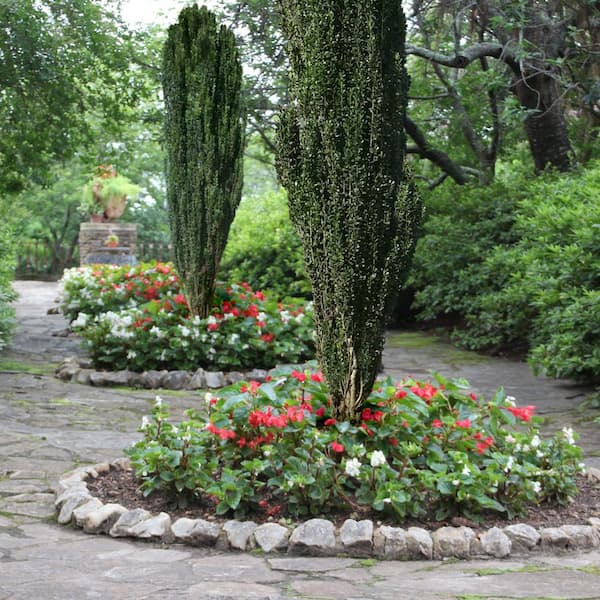 national PLANT NETWORK 2.5 qt. Holly Sky Pencil Shrub