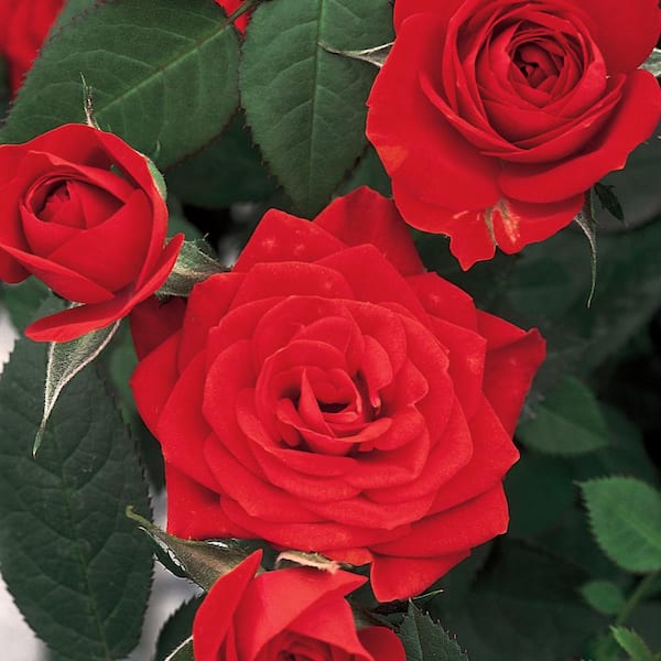 Sunblaze 10 In. Sunblaze Autumn Mini Rose Bush with Reddish-Orange Flowers