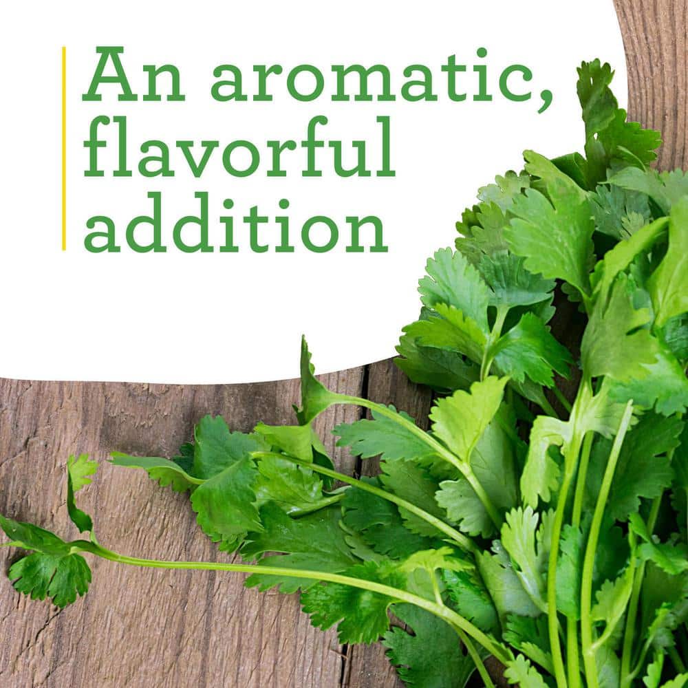 Fresh Green Cilantro Herb Plant 2-Pack