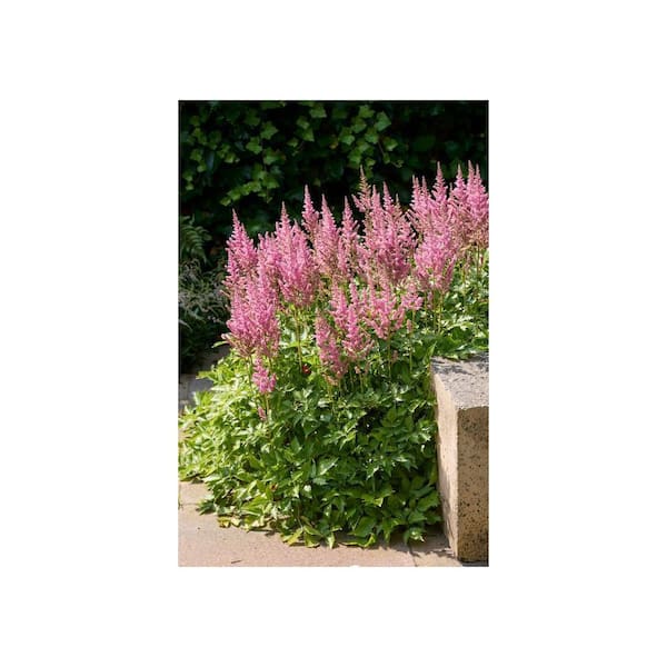 Online Orchards 1 gal. Rheinland Astilbe Flowering Shrub (2-Pack