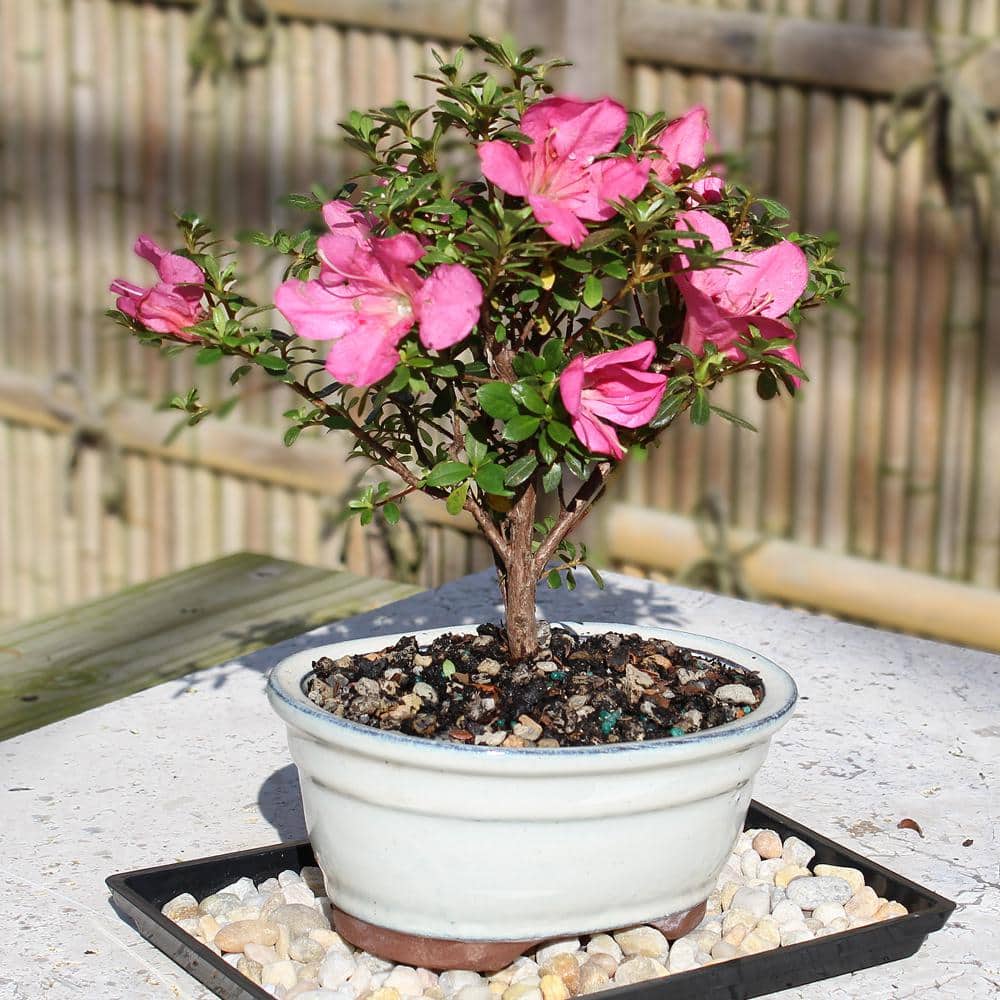 Small Pink Satsuki Azalea Bonsai in Ceramic Planter