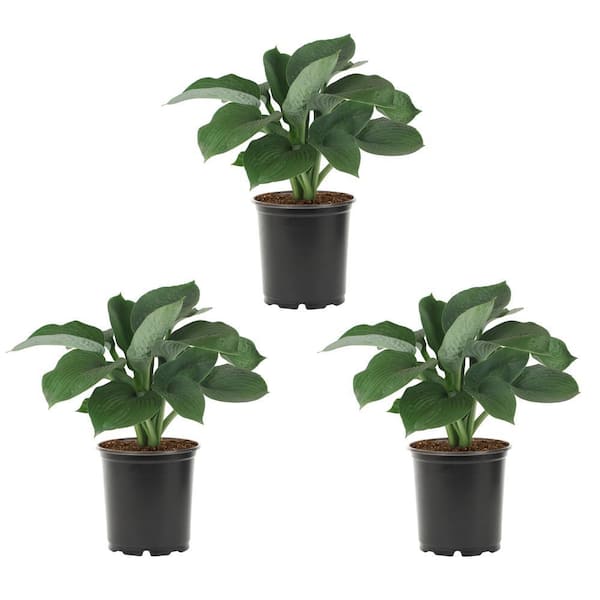 METROLINA GREENHOUSES 2 Qt. Blue Angel Hosta Perennial Plant (3-Pack)