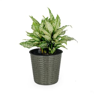 Medium 10 in. Self-Watering Wicker Decor Planter with Water Level Indicator for Indoor and Outdoor - Round