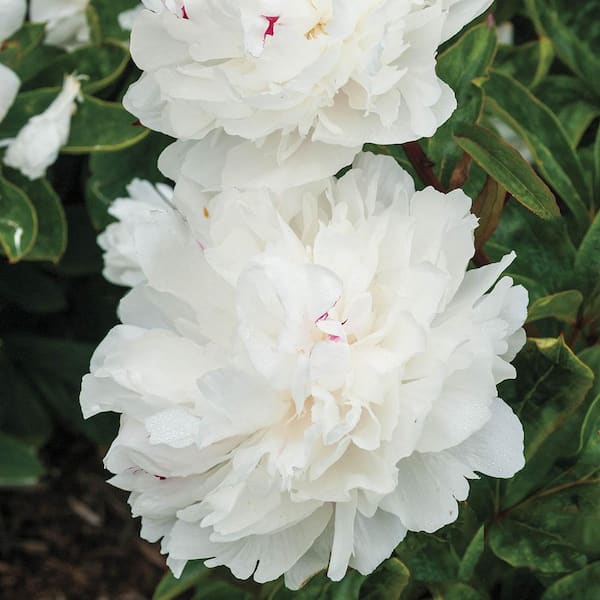 Spring Hill Nurseries Festiva Maxima Peony Paeonia Live Bareroot Perennial Plant White Flowers 1 Pack The Home Depot