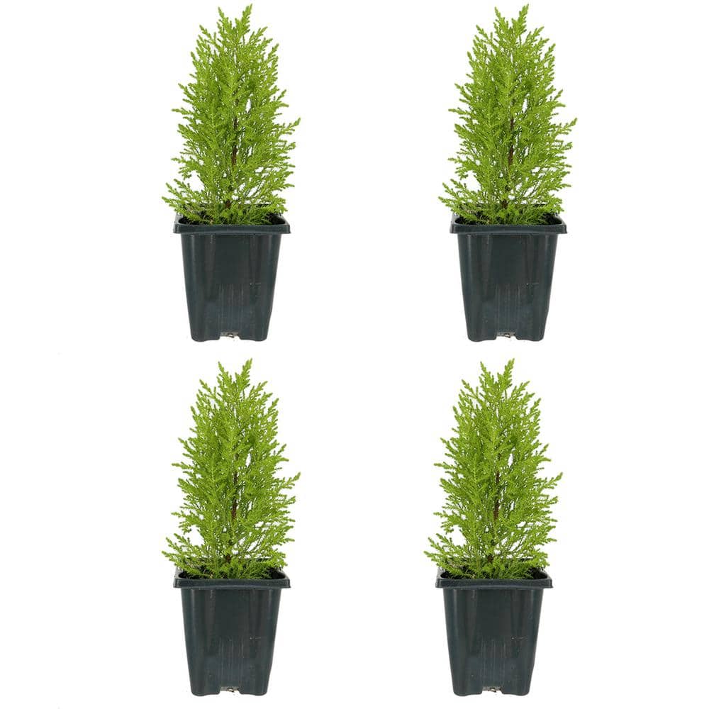 1.0 Qt. Perennial Cupressus Lemon Cypress (4-Pack)