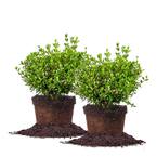 #3 Mrs. Schiller's Delight Viburnum Shrub (2-Pack)