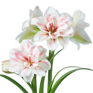 4 in. Bulb Aquaro Amaryllis Dormant White and Red Flowering (1-Pack)