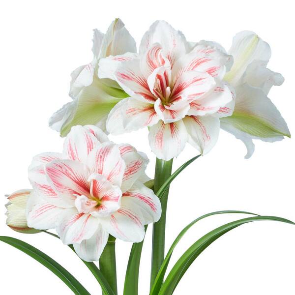 Breck's 4 in. Bulb Aquaro Amaryllis Dormant White and Red Flowering (1 ...