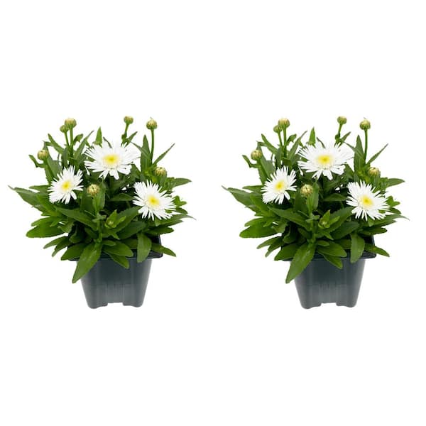Unbranded 1.0 qt. Perennial Leucanthemum White (2-Pack)