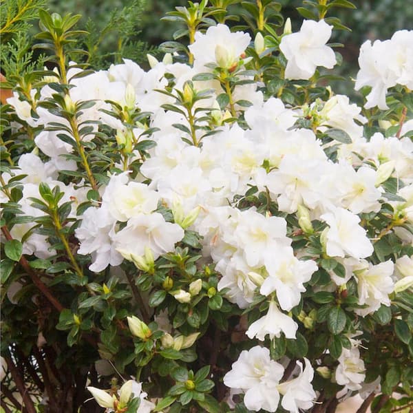 3 gal. Encore Autumn Moonlight Azalea Evergreen Shrub with White