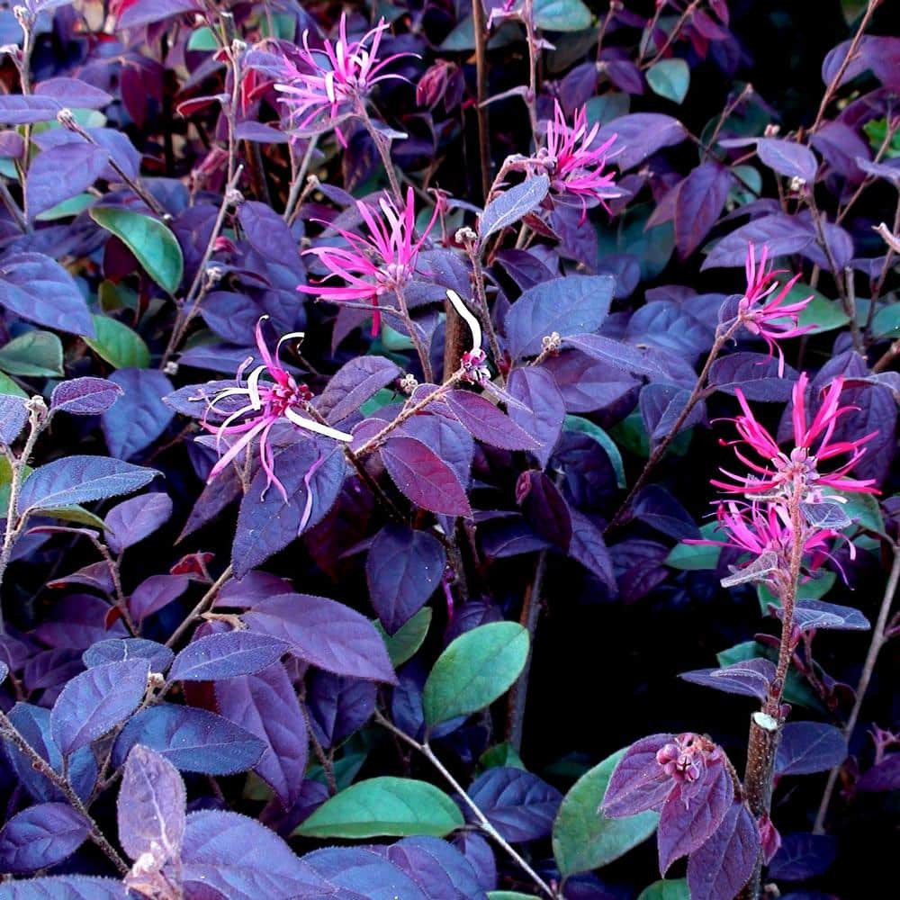 Purple Pixie Loropetalum Shrub with Pink Flowers