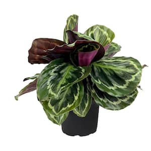 Rose-Painted Pet Friendly Calathea Medallion Indoor Houseplant in 6 in. Grower Pot